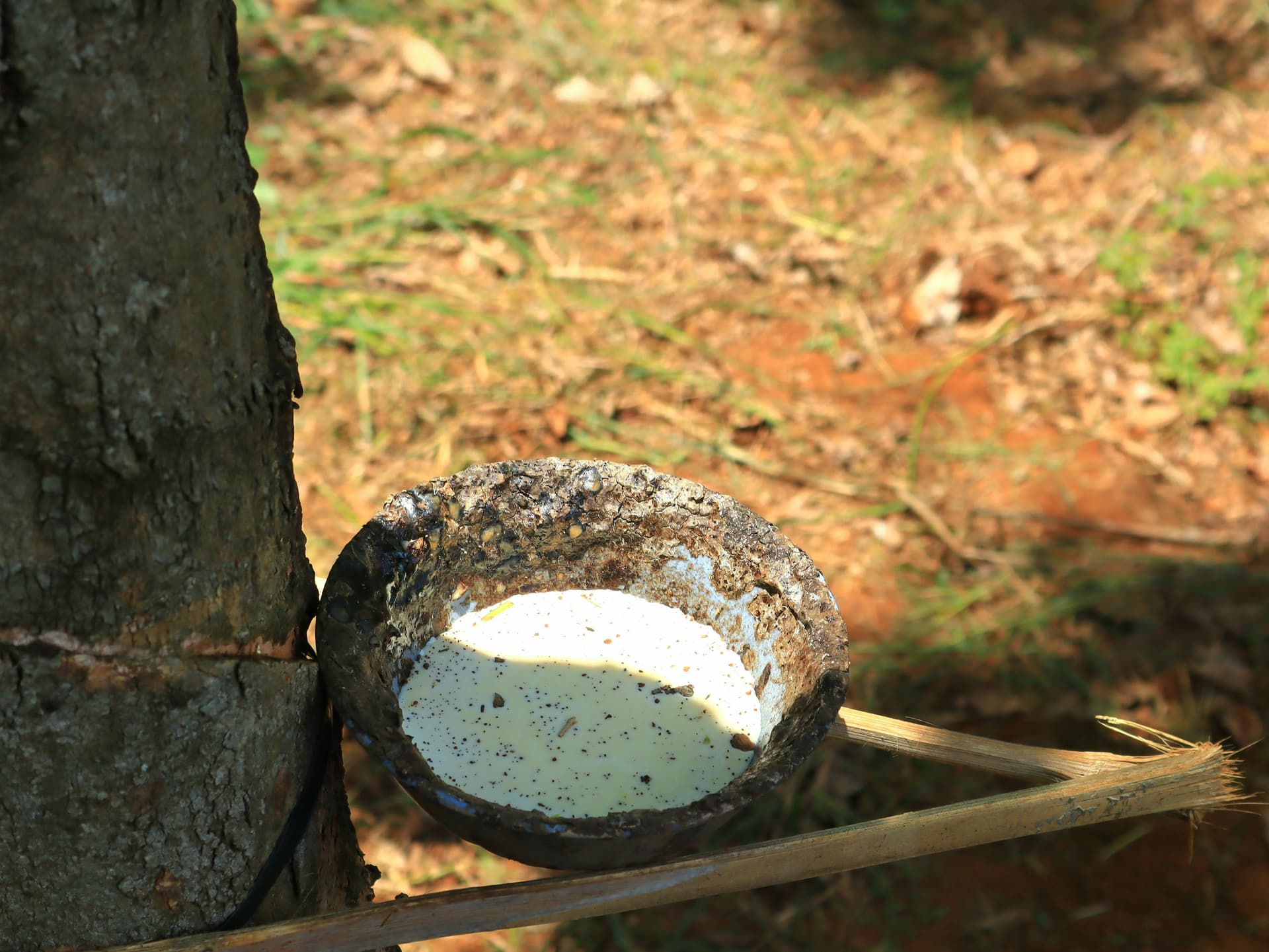 Natural Rubber